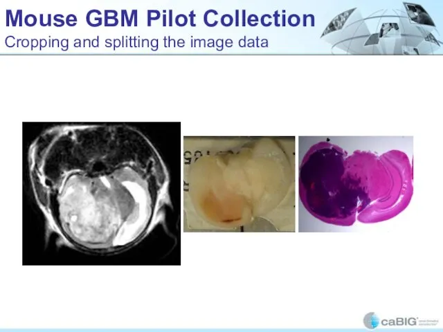 Mouse GBM Pilot Collection Cropping and splitting the image data
