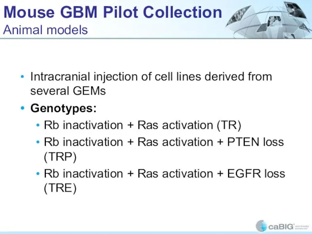 Mouse GBM Pilot Collection Animal models Intracranial injection of cell lines derived