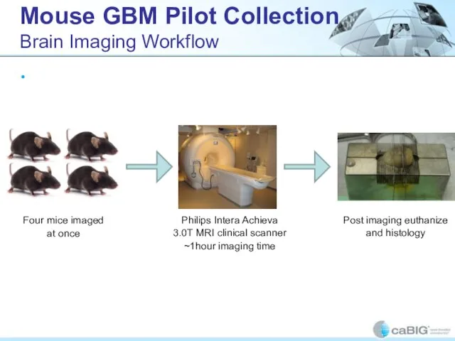 Mouse GBM Pilot Collection Brain Imaging Workflow 4 mice are imaged at