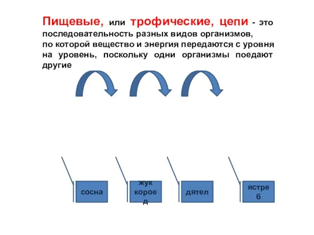 сосна жук короед дятел ястреб Пищевые, или трофические, цепи - это последовательность