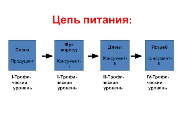 Цепь питания: Жук короед Консумент-I Дятел Консумент-II Ястреб Консумент-III Сосна Продуцент I-Трофи-ческий