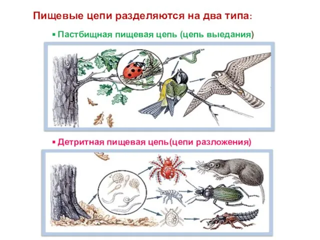 Пищевые цепи разделяются на два типа: Пастбищная пищевая цепь (цепь выедания) Детритная пищевая цепь(цепи разложения)