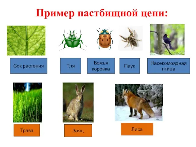 Сок растения Тля Божья коровка Паук Насекомоядная птица Пример пастбищной цепи: Заяц Лиса Трава