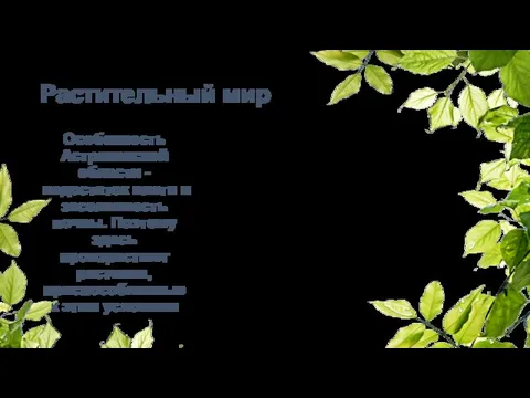 Растительный мир Особенность Астраханской области - недостаток влаги и засоленность почвы. Поэтому