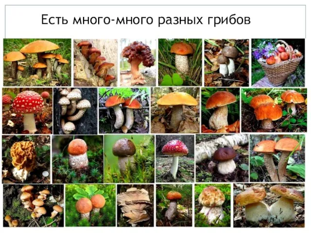 Есть много-много разных грибов
