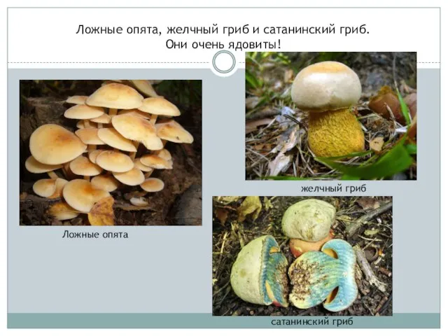 Ложные опята, желчный гриб и сатанинский гриб. Они очень ядовиты! Ложные опята желчный гриб сатанинский гриб