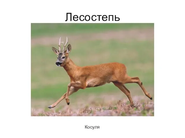 Лесостепь Косуля