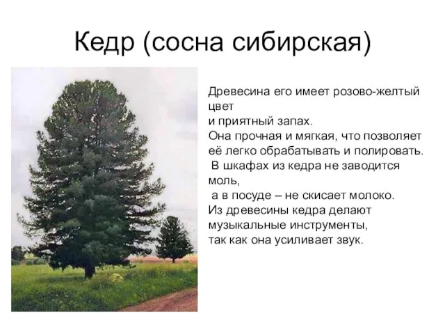 Кедр (сосна сибирская) Древесина его имеет розово-желтый цвет и приятный запах. Она