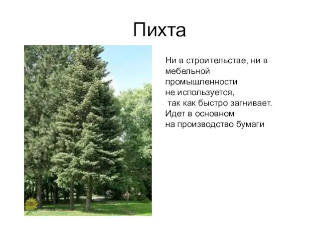 Пихта Ни в строительстве, ни в мебельной промышленности не используется, так как