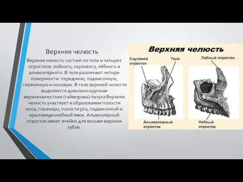 Верхняя челюсть Верхняя челюсть состоит из тела и четырех отростков: лобного, скулового,