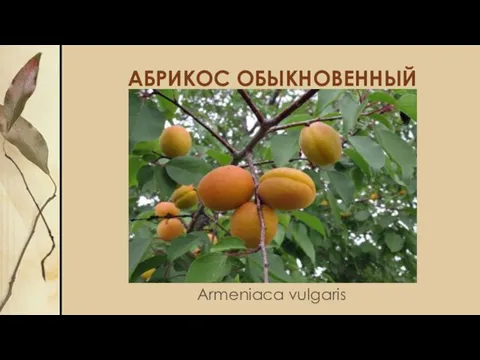 АБРИКОС ОБЫКНОВЕННЫЙ Armeniaca vulgaris