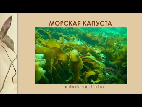 МОРСКАЯ КАПУСТА Laminaria saccharina