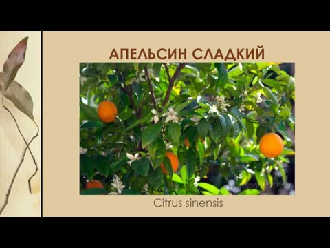 АПЕЛЬСИН СЛАДКИЙ Citrus sinensis