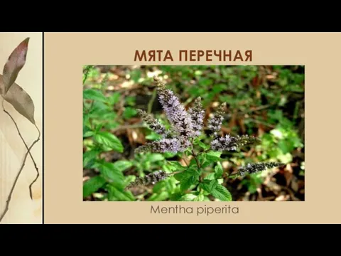 МЯТА ПЕРЕЧНАЯ Mentha piperita