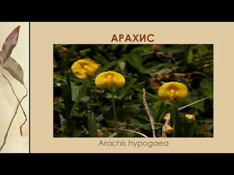 АРАХИС Arachis hypogaea