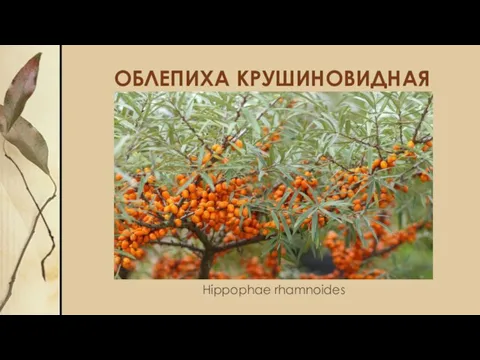 ОБЛЕПИХА КРУШИНОВИДНАЯ Hippophae rhamnoides