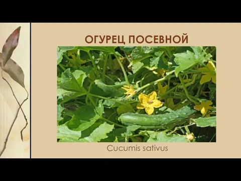 ОГУРЕЦ ПОСЕВНОЙ Cucumis sativus