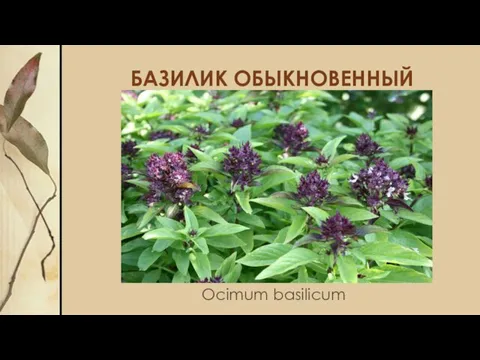 БАЗИЛИК ОБЫКНОВЕННЫЙ Ocimum basilicum
