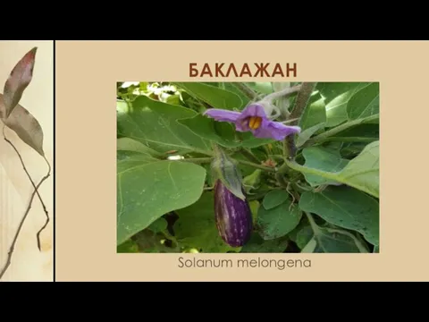 БАКЛАЖАН Solanum melongena