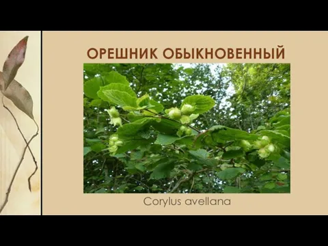 ОРЕШНИК ОБЫКНОВЕННЫЙ Corylus avellana