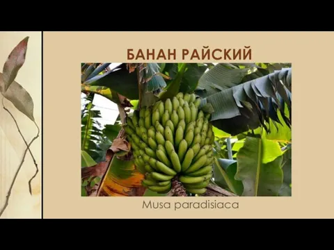 БАНАН РАЙСКИЙ Musa paradisiaca