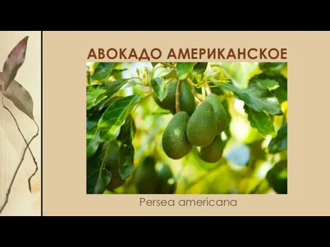 АВОКАДО АМЕРИКАНСКОЕ Persea americana