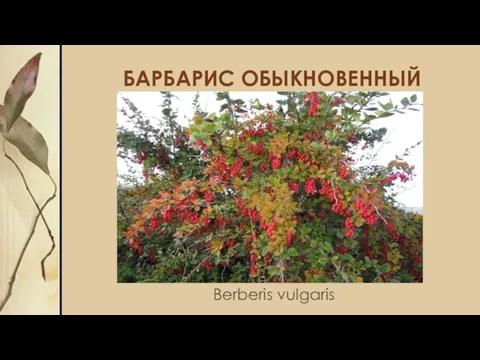 БАРБАРИС ОБЫКНОВЕННЫЙ Berberis vulgaris