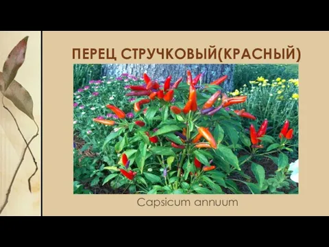 ПЕРЕЦ СТРУЧКОВЫЙ(КРАСНЫЙ) Capsicum annuum