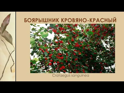 БОЯРЫШНИК КРОВЯНО-КРАСНЫЙ Crataegus sanguinea