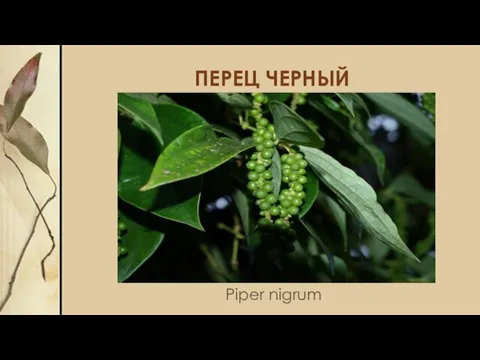 ПЕРЕЦ ЧЕРНЫЙ Piper nigrum