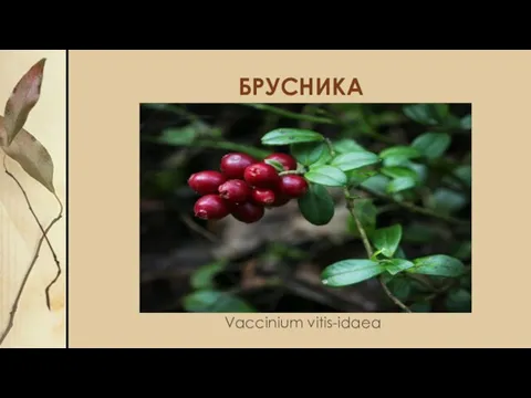 БРУСНИКА Vaccinium vitis-idaea