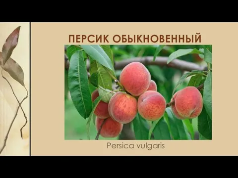 ПЕРСИК ОБЫКНОВЕННЫЙ Persica vulgaris