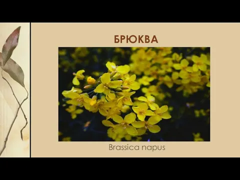 БРЮКВА Brassica napus