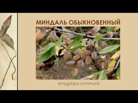 МИНДАЛЬ ОБЫКНОВЕННЫЙ Amygdalus communis