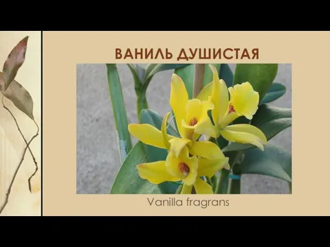 ВАНИЛЬ ДУШИСТАЯ Vanilla fragrans