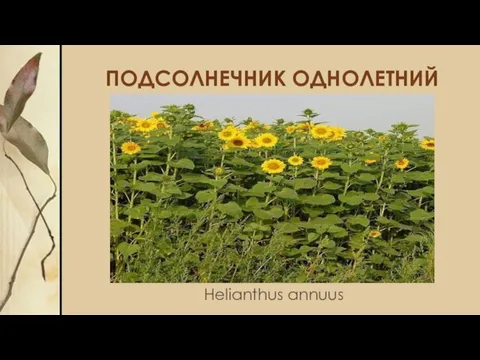 ПОДСОЛНЕЧНИК ОДНОЛЕТНИЙ Helianthus annuus