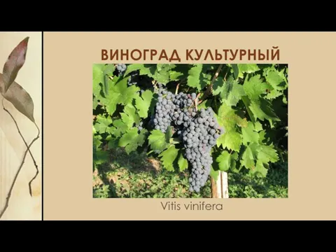 ВИНОГРАД КУЛЬТУРНЫЙ Vitis vinifera