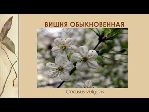 ВИШНЯ ОБЫКНОВЕННАЯ Cerasus vulgaris