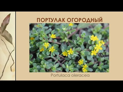 ПОРТУЛАК ОГОРОДНЫЙ Portulaca oleracea