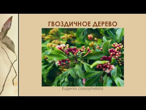 ГВОЗДИЧНОЕ ДЕРЕВО Eugenia caryophyllata