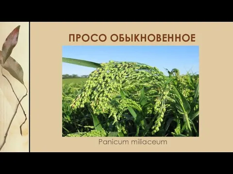 ПРОСО ОБЫКНОВЕННОЕ Panicum miliaceum