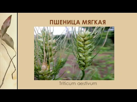 ПШЕНИЦА МЯГКАЯ Triticum aestivum