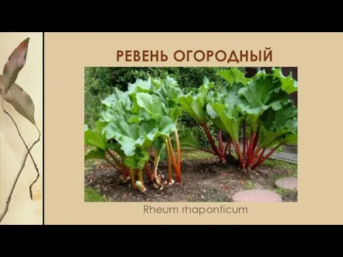 РЕВЕНЬ ОГОРОДНЫЙ Rheum rhaponticum