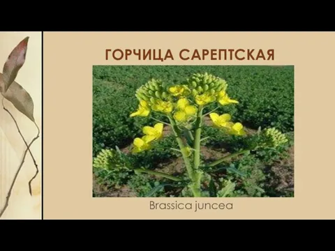 ГОРЧИЦА САРЕПТСКАЯ Brassica juncea