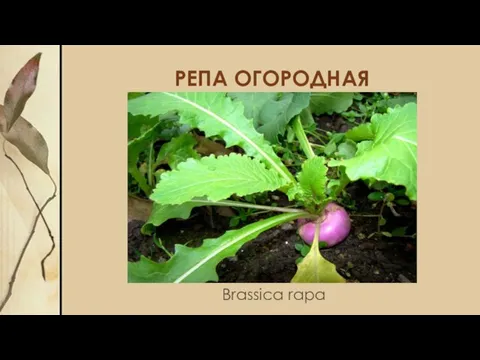 РЕПА ОГОРОДНАЯ Brassica rapa
