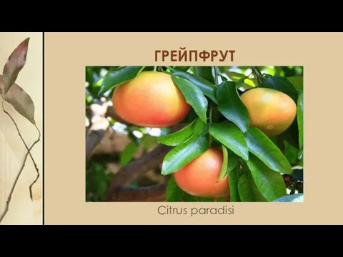 ГРЕЙПФРУТ Citrus paradisi