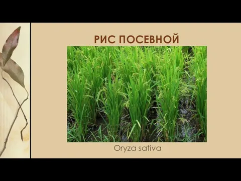 РИС ПОСЕВНОЙ Oryza sativa