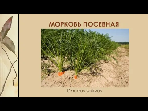 МОРКОВЬ ПОСЕВНАЯ Daucus sativus