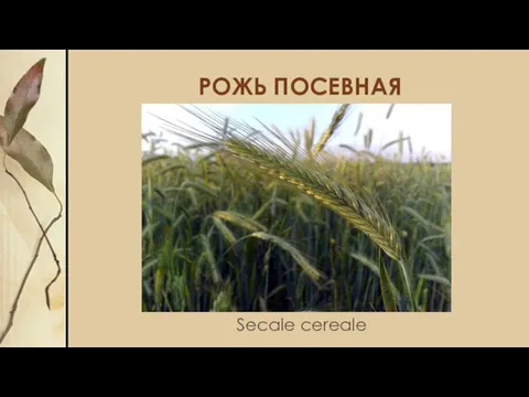 РОЖЬ ПОСЕВНАЯ Secale cereale