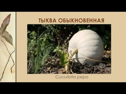 ТЫКВА ОБЫКНОВЕННАЯ Cucurbita pepo